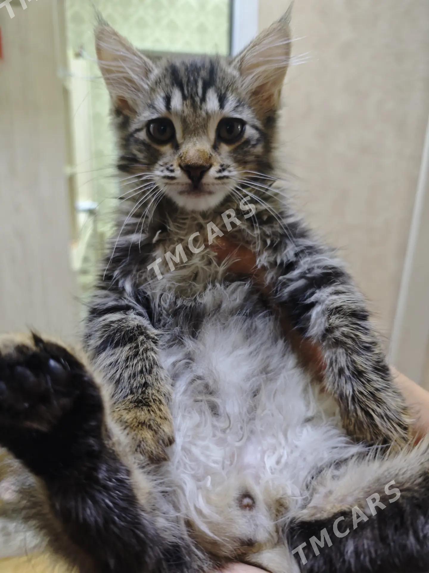 котёнок - Ашхабад - img 2