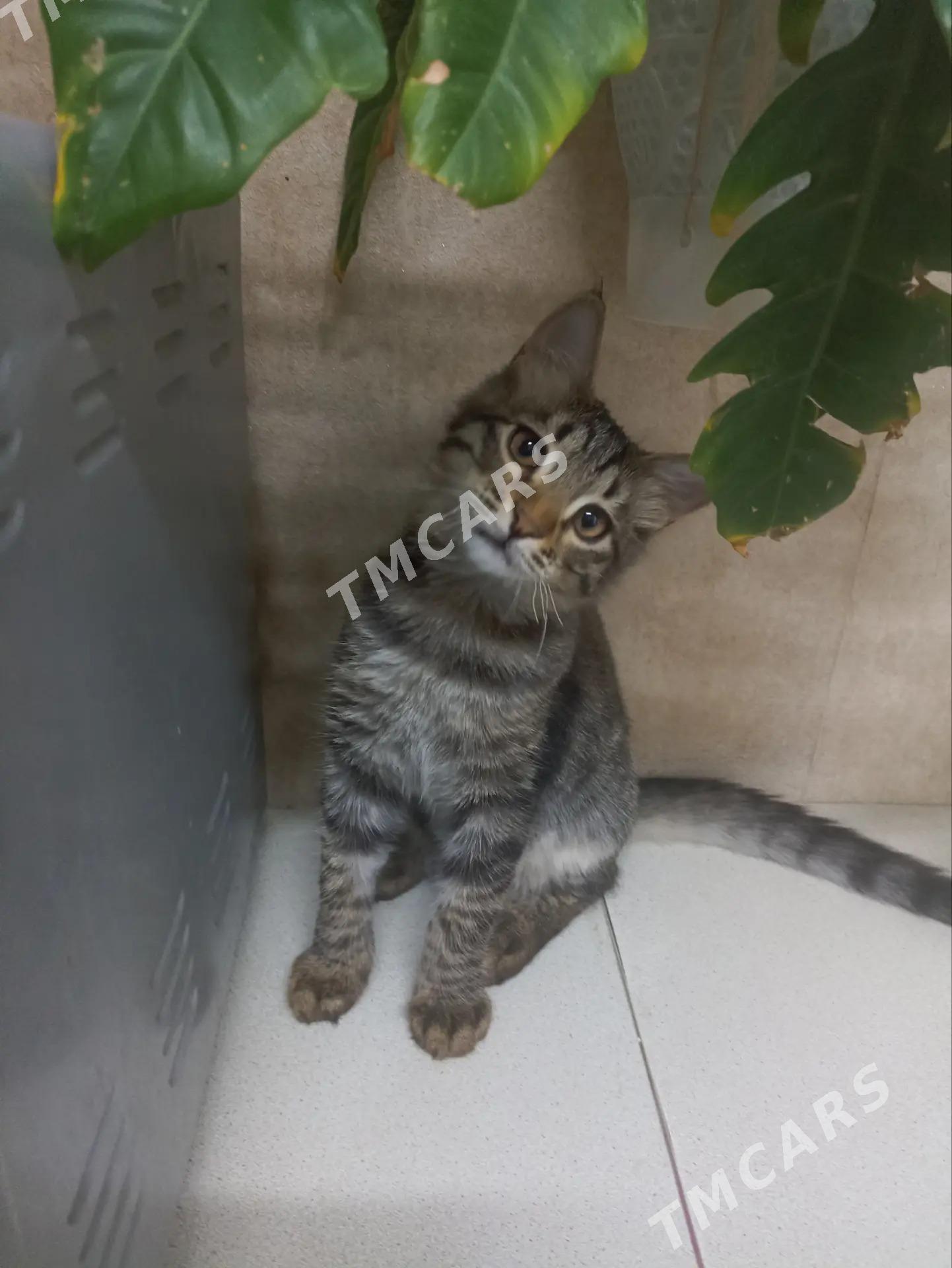 котёнок - Ашхабад - img 3