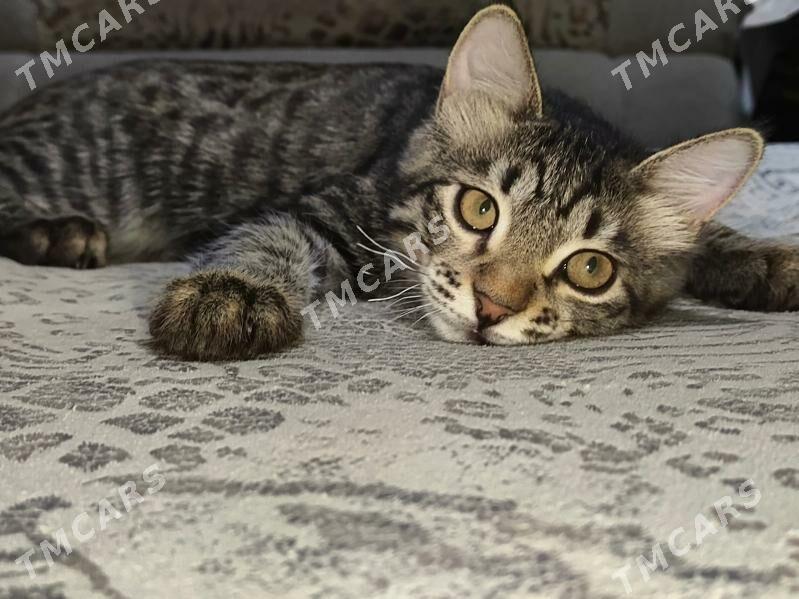 котёнок - Ашхабад - img 4