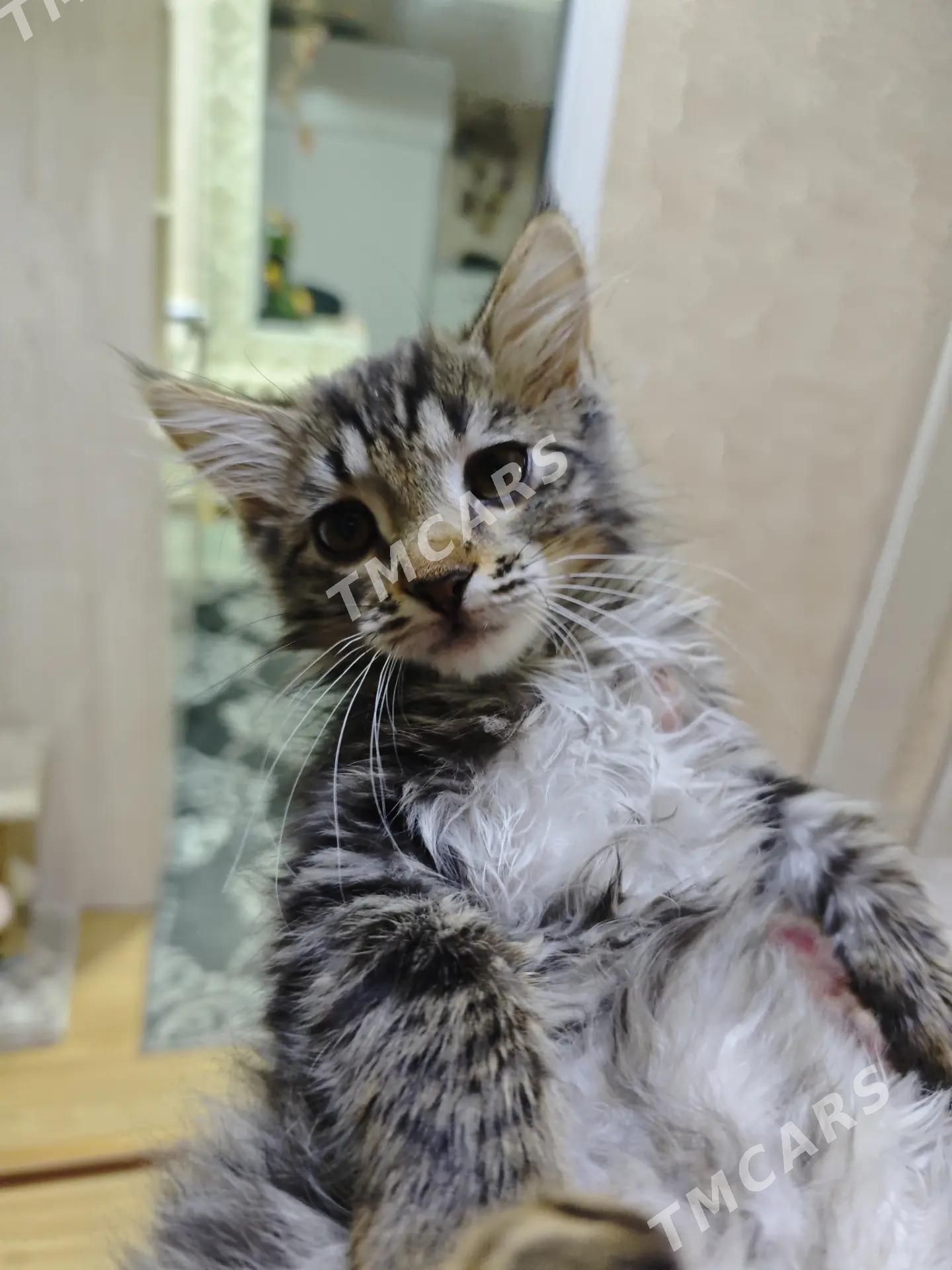 котёнок - Ашхабад - img 5
