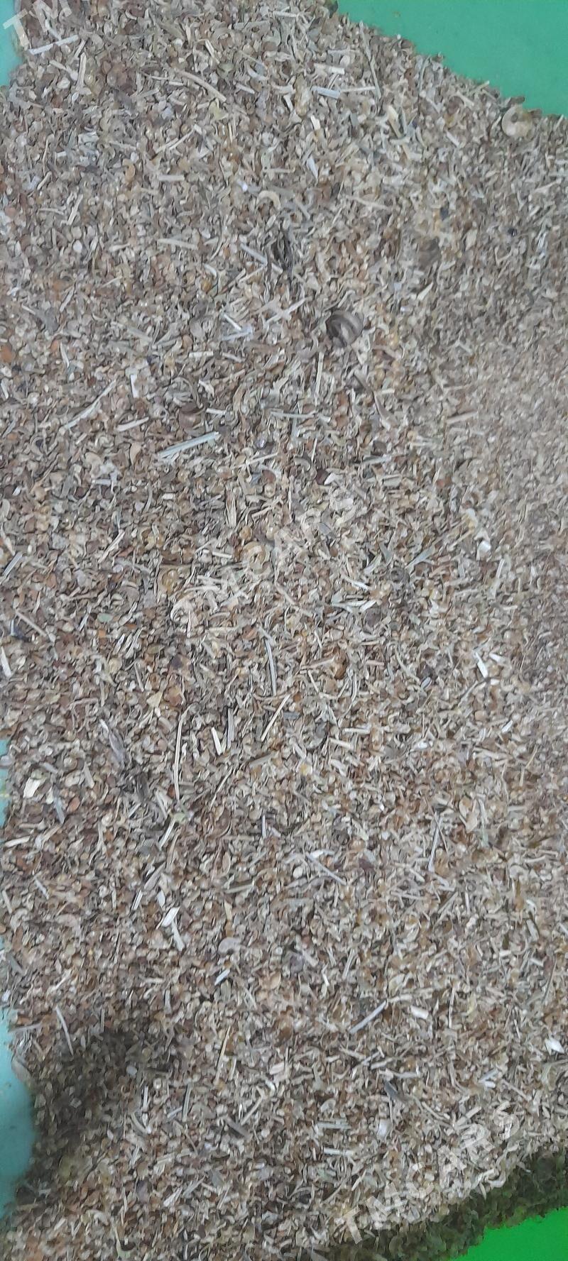 kepek külke iym  3mant kg - Çoganly - img 2