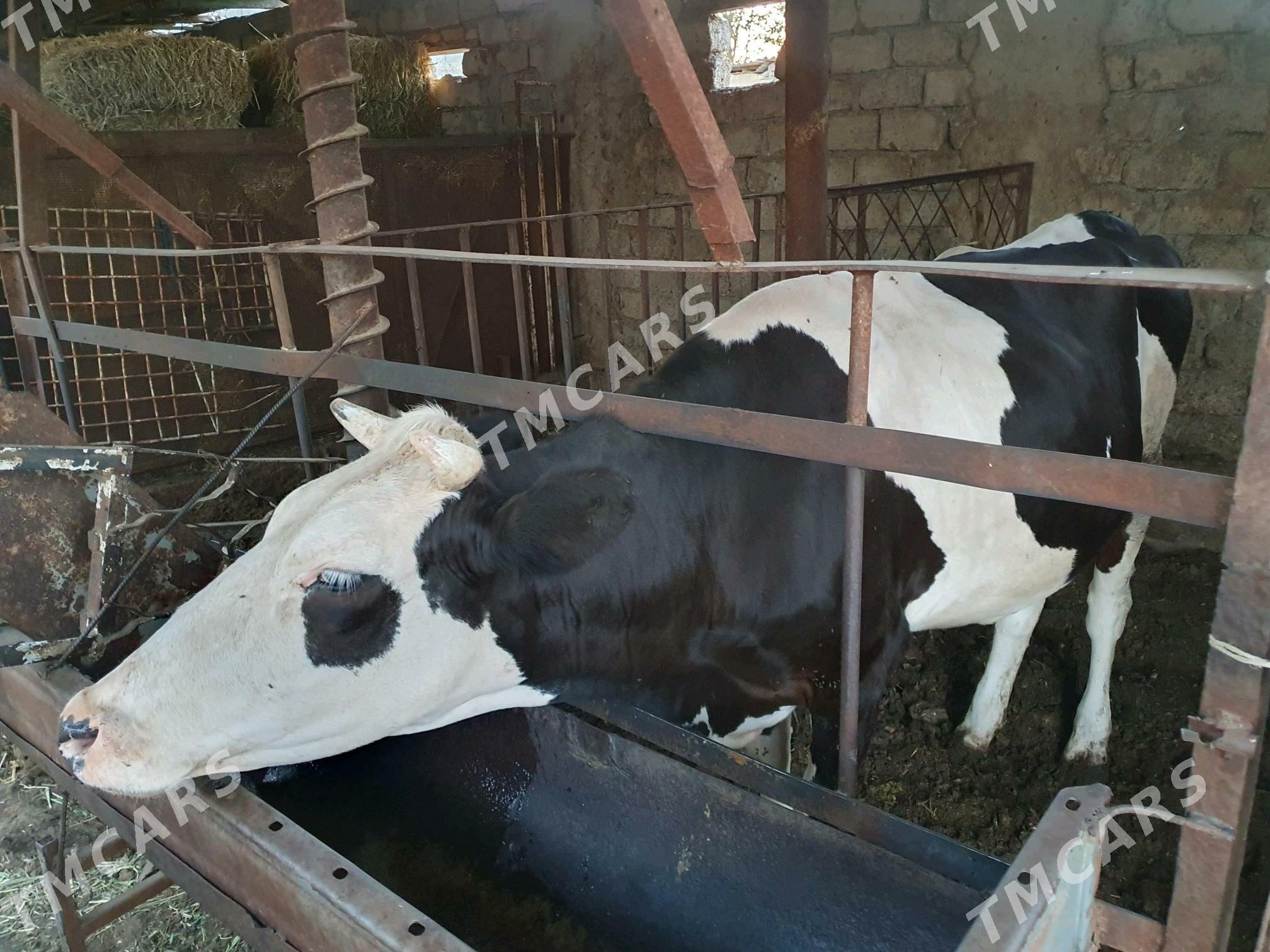 tuwe - Çoganly - img 2