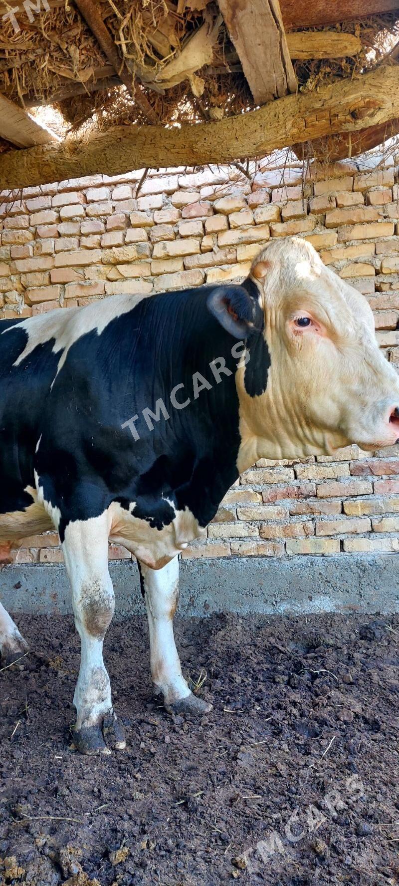 Пародный маллар - Чарджоу - img 9