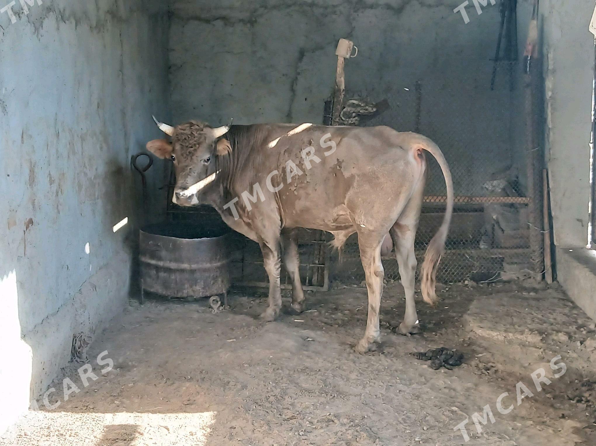 ökuz - Gyzylarbat - img 3
