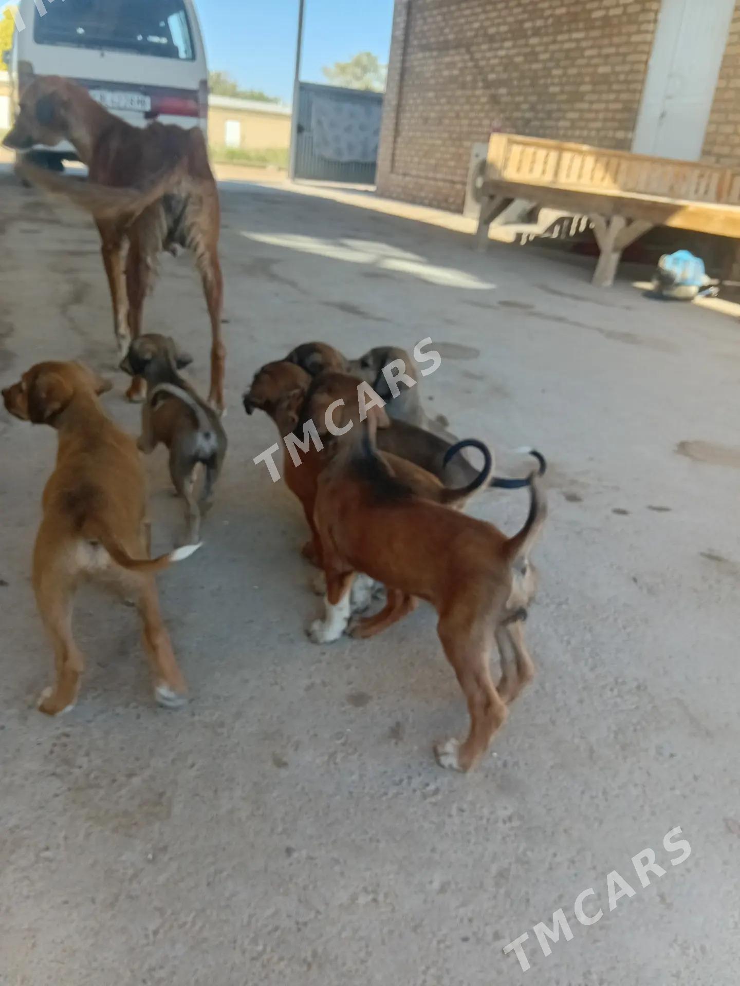tazy gujik - Mary - img 10