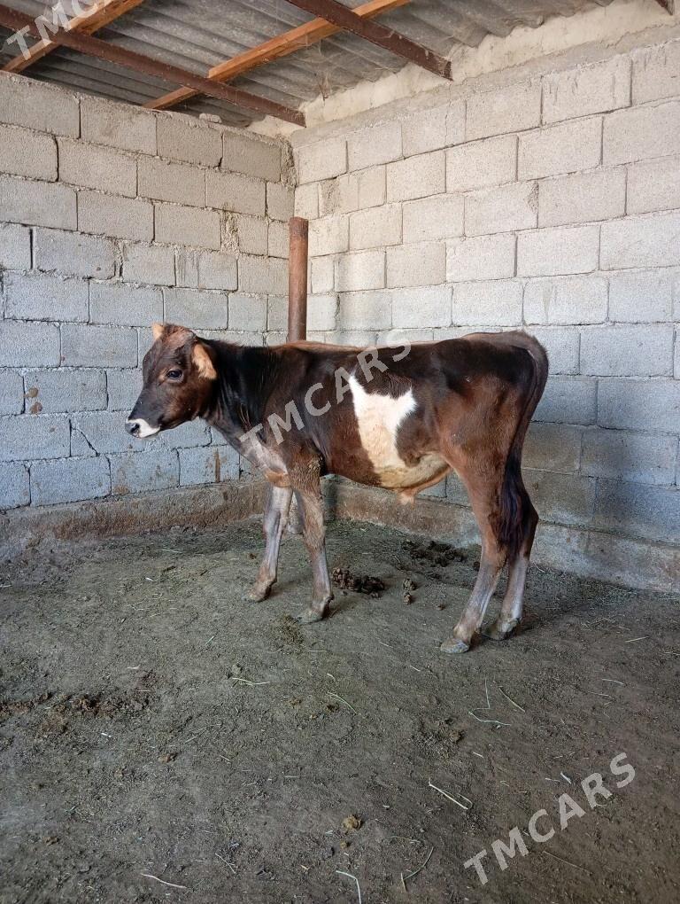 öküz - Gökdepe - img 2