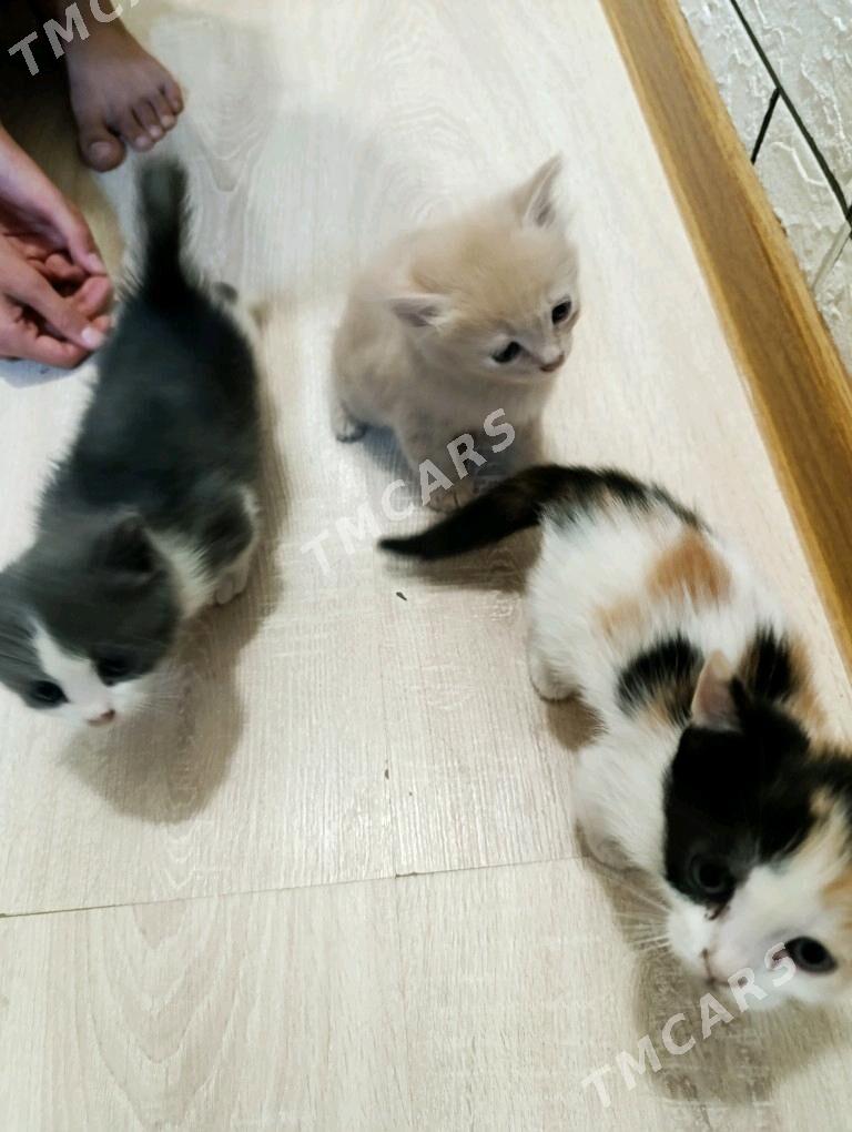 котята - Бузмеин - img 2
