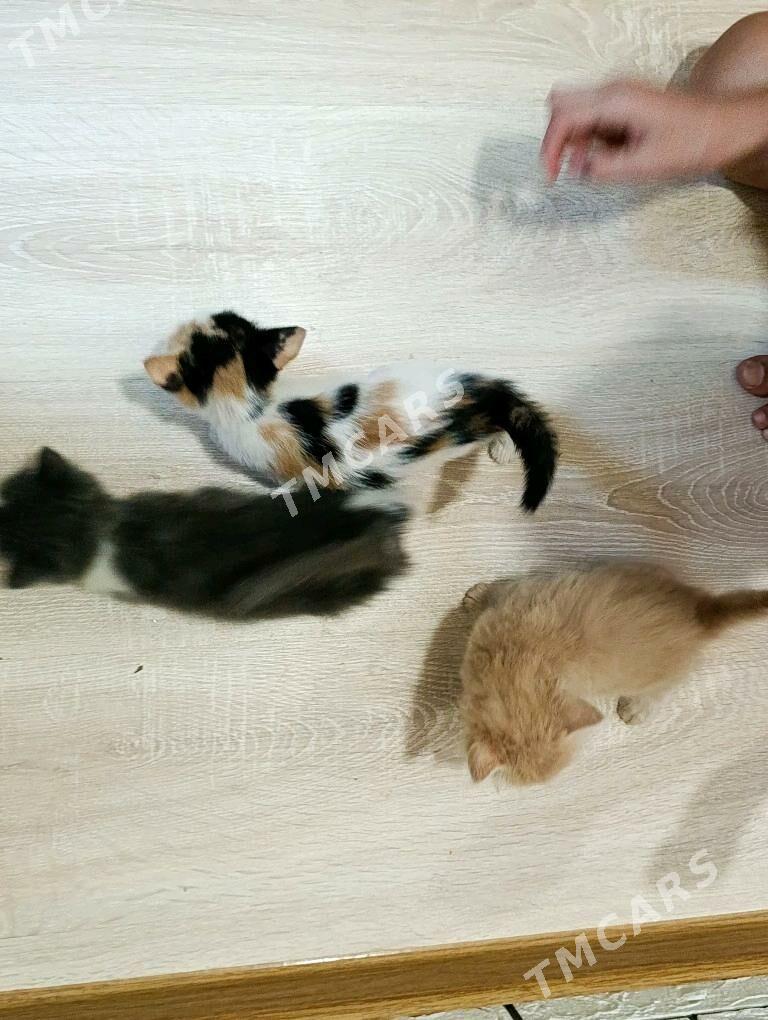 котята - Бузмеин - img 3