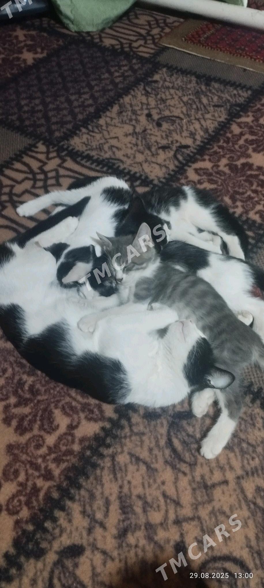 pishikler - Türkmenbaşy etr. - img 2