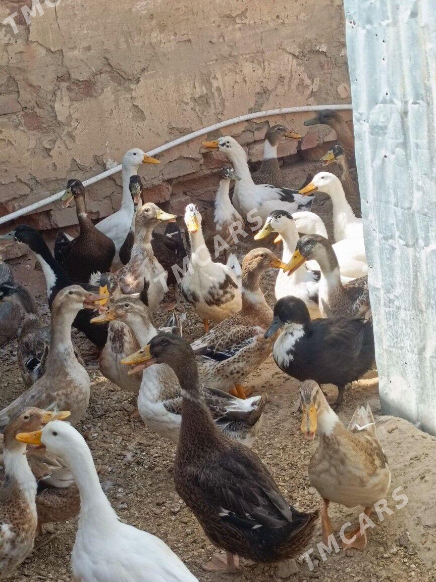 ýaşylbaş ördek  - Ýolöten - img 5
