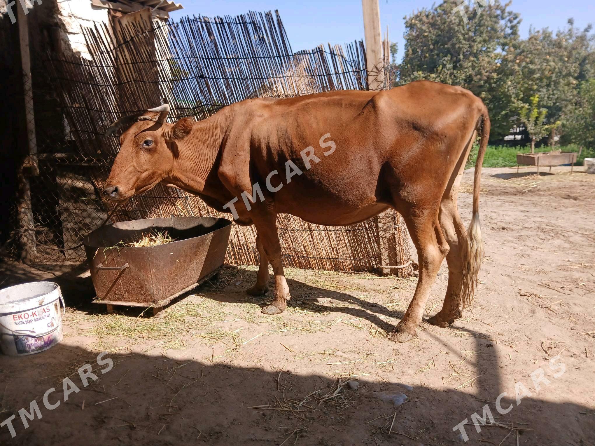 goleli sygyr - Ak bugdaý etraby - img 6