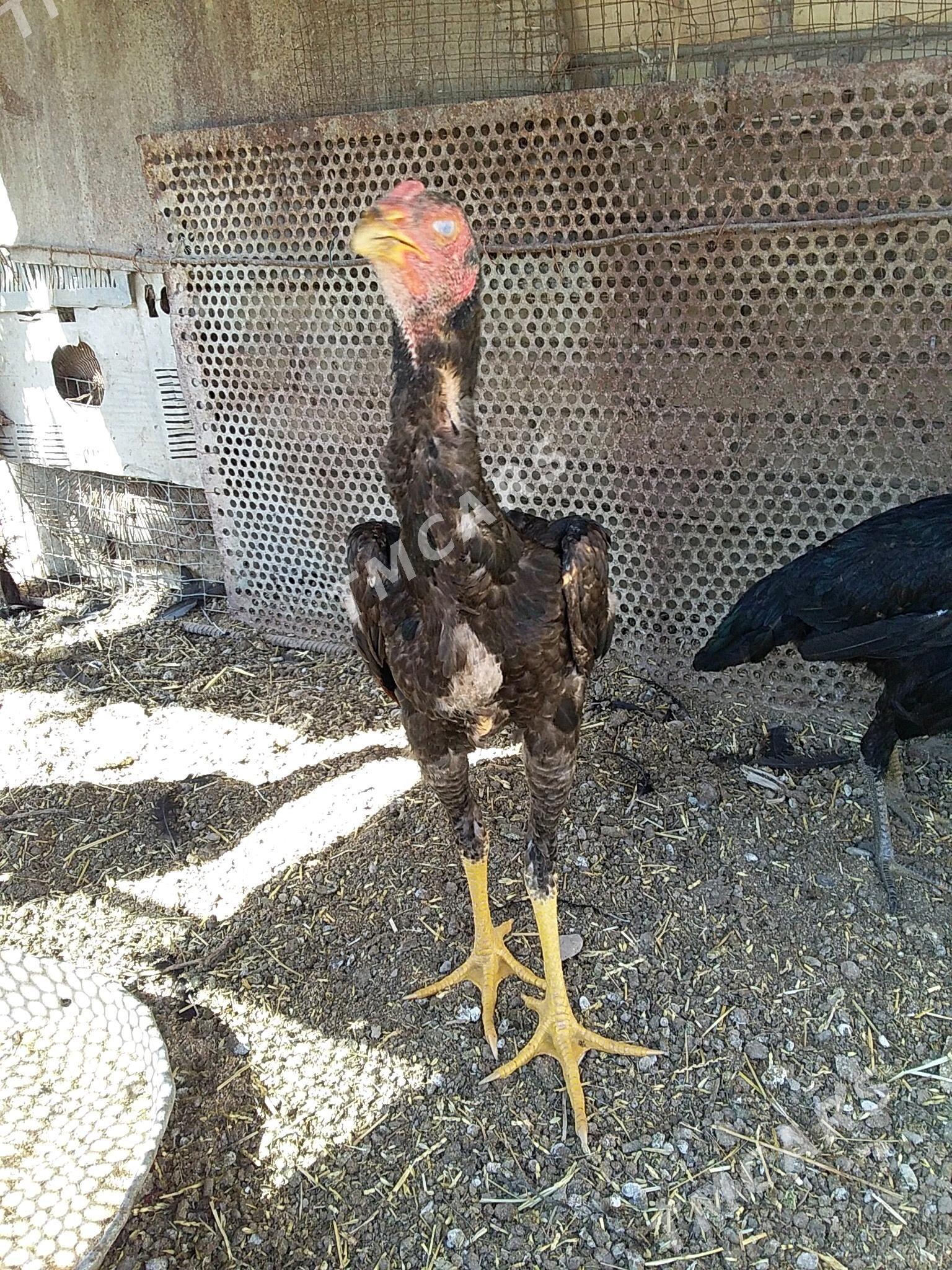 juje - Türkmenabat - img 2