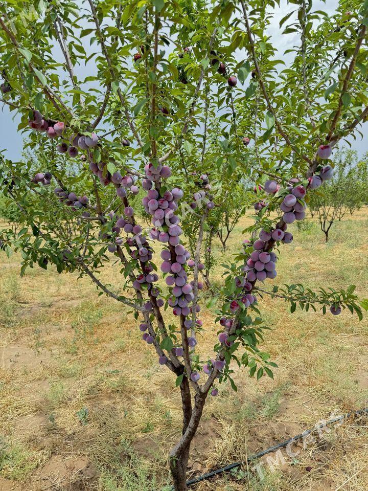 Miweli baglar tayyar - Кака - img 2