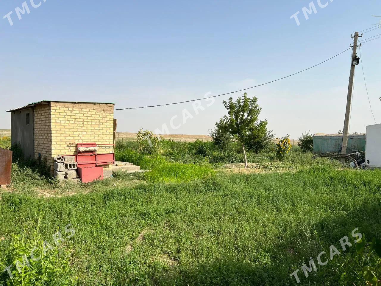 Miweli baglar tayyar - Кака - img 9