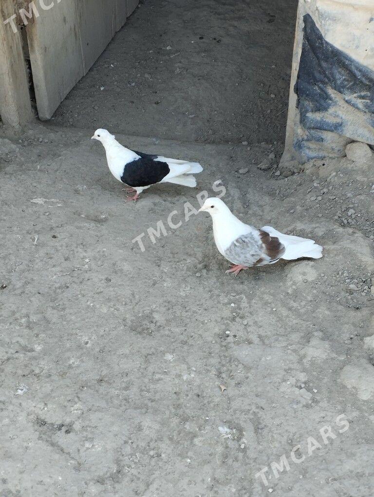 kepderi - Дашогуз - img 2