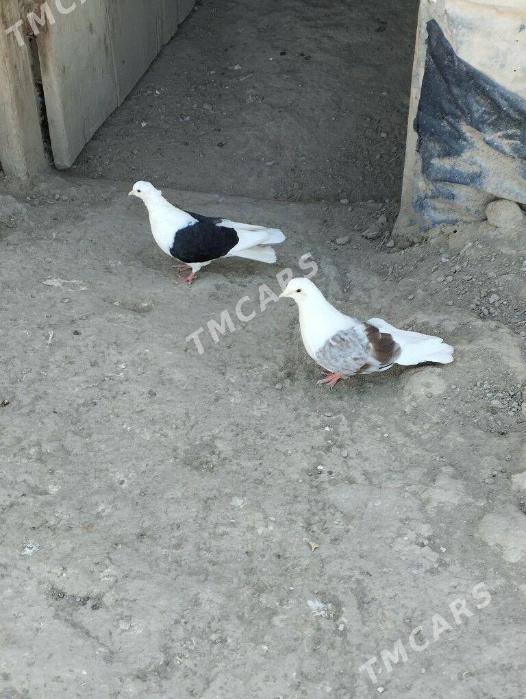 kepderi - Дашогуз - img 2