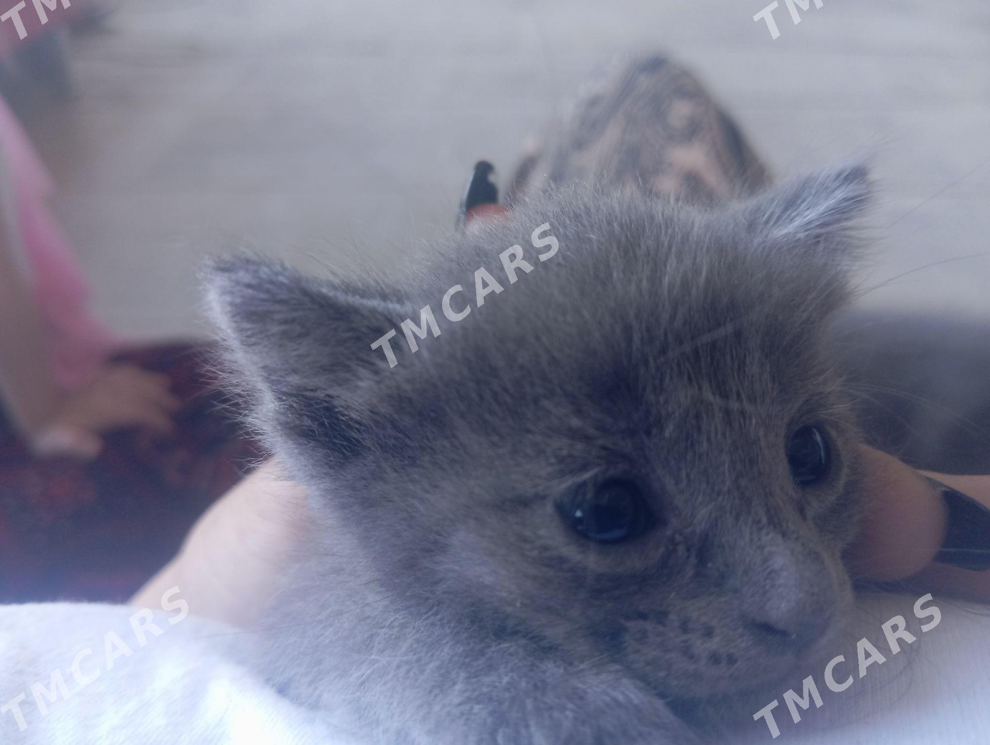 веслоушка котёнок - Türkmenabat - img 5