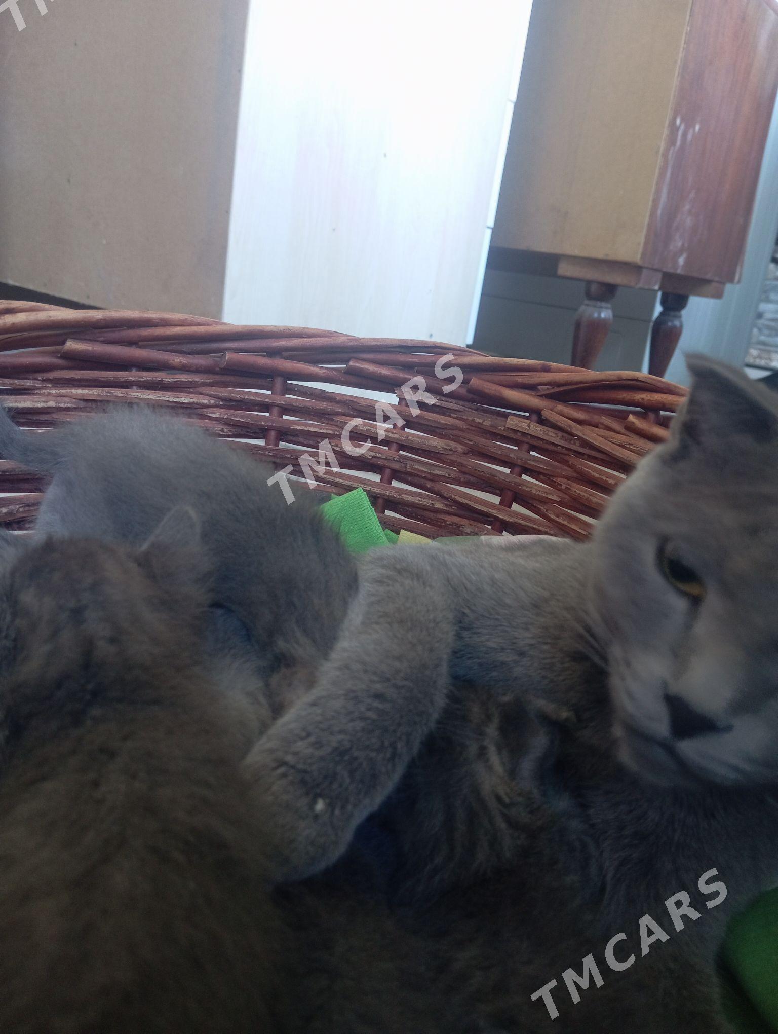 веслоушка котёнок - Türkmenabat - img 2