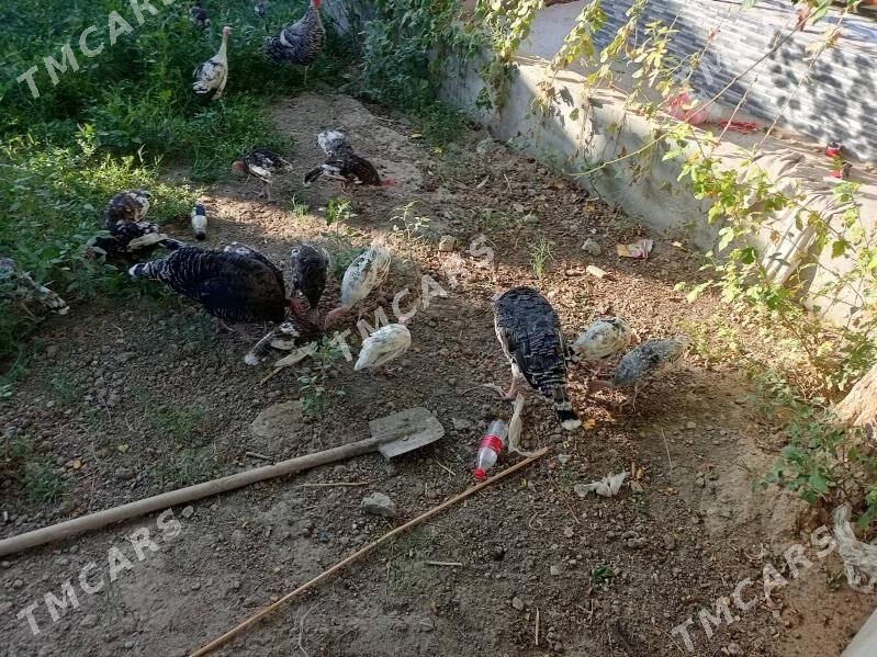 undiklar - Türkmenabat - img 2