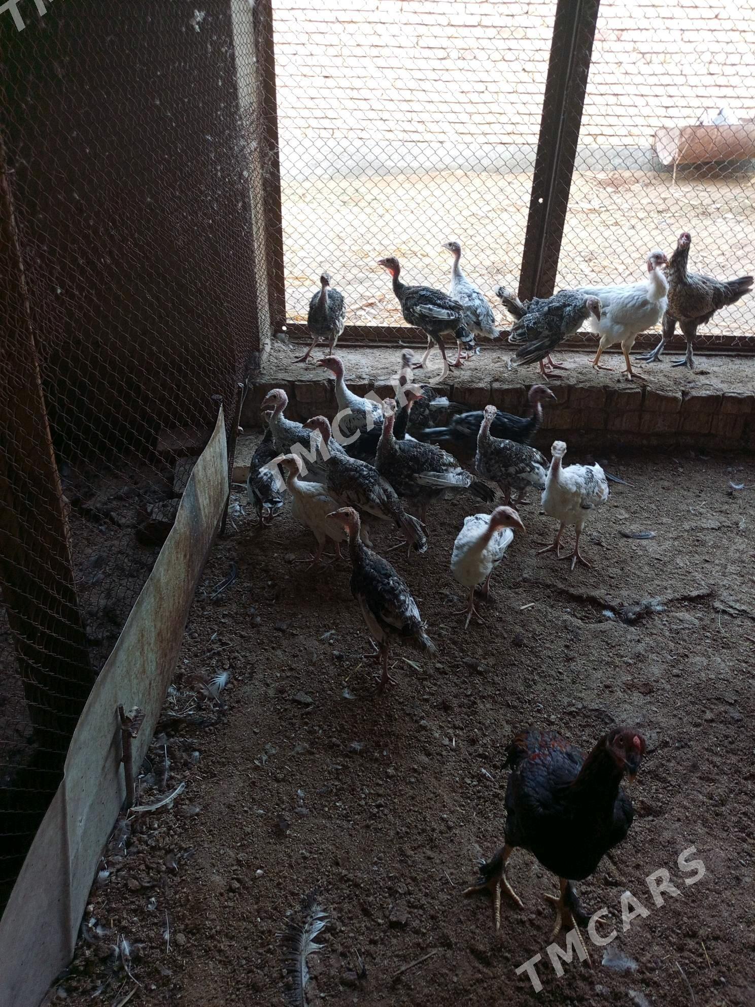 undiklar - Türkmenabat - img 7