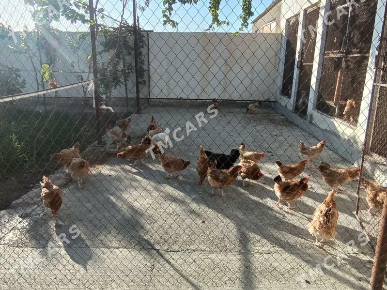 Türkmen towuk - Aşgabat - img 2