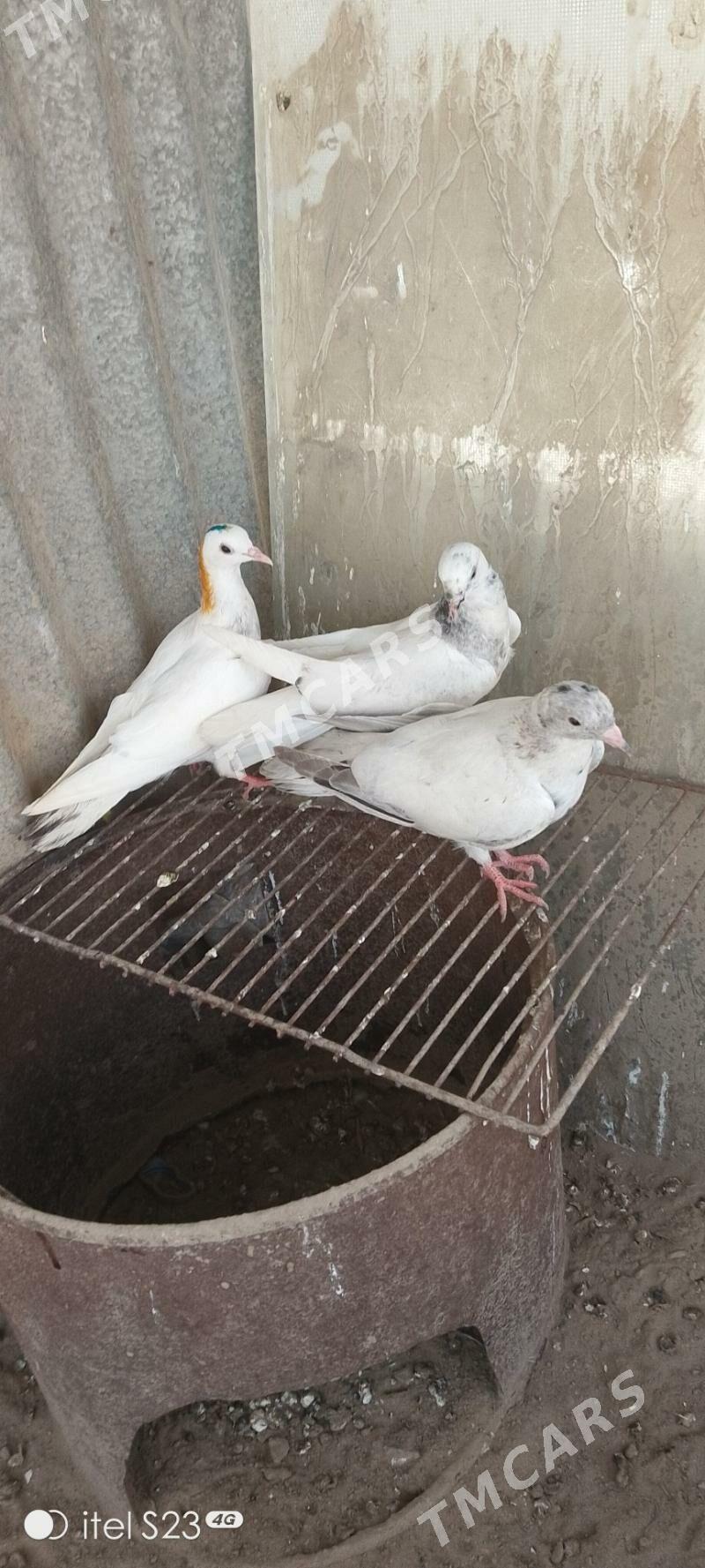 kepder - Çärjew - img 3