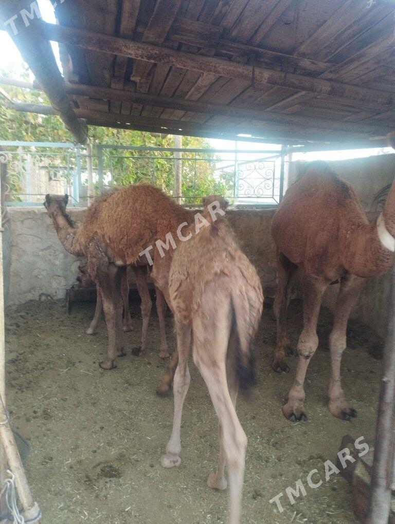torum,ogsuk - Jebel - img 3
