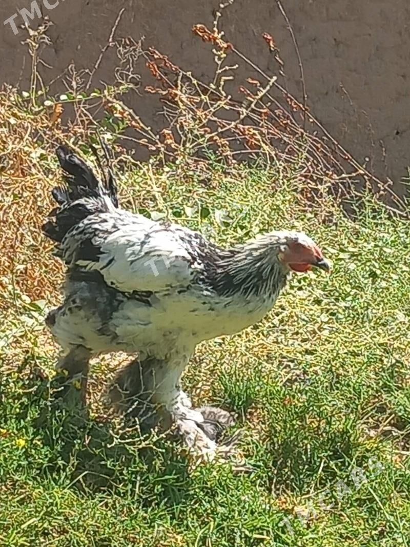 Balgar we Dram horazlar - Kaka - img 2