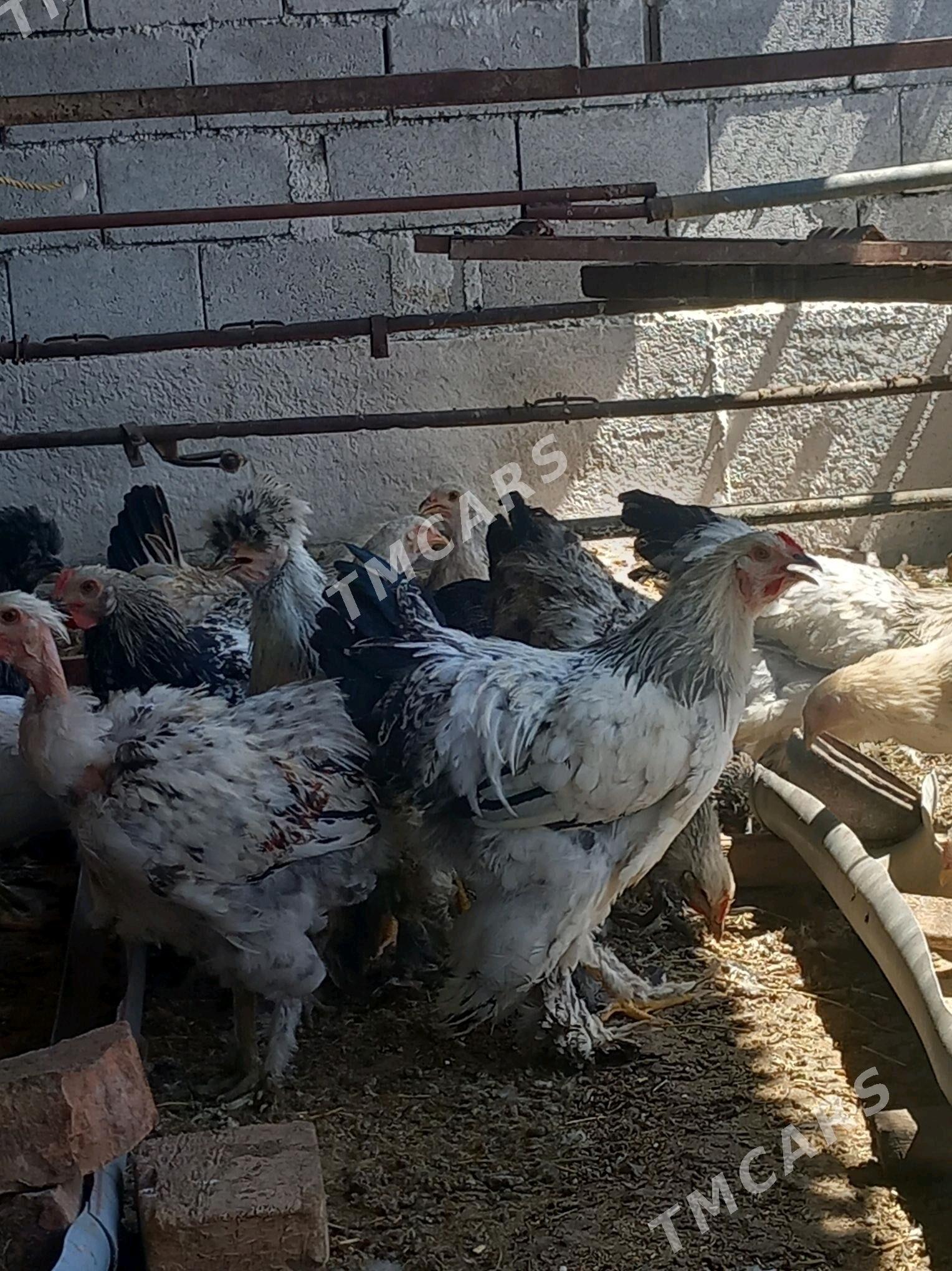 Balgar we Dram horazlar - Kaka - img 3