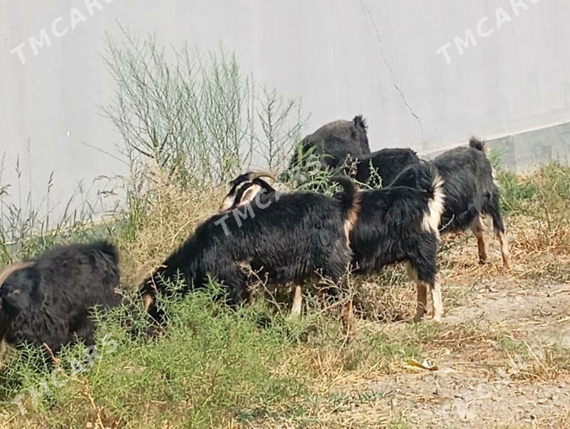 geci - Bäherden - img 2