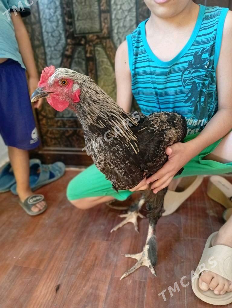 Juje - Daşoguz - img 2