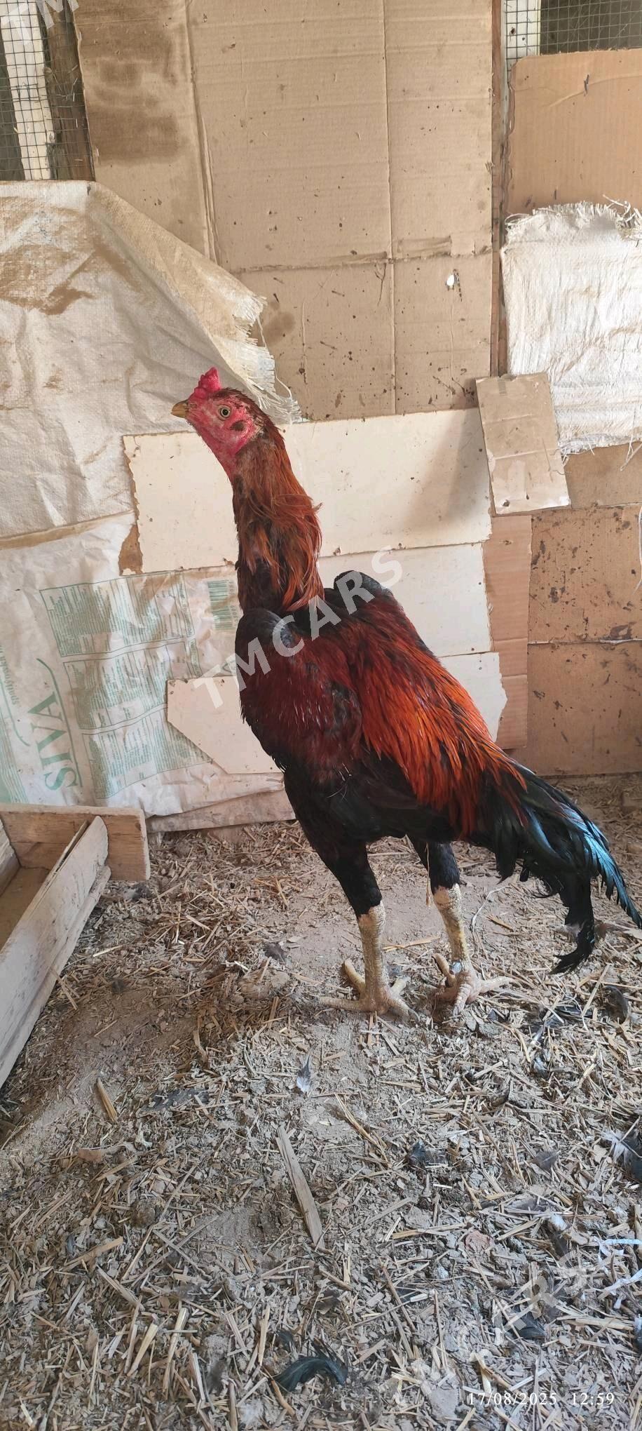 Tohum uçin horaz - Şabat etr. - img 2