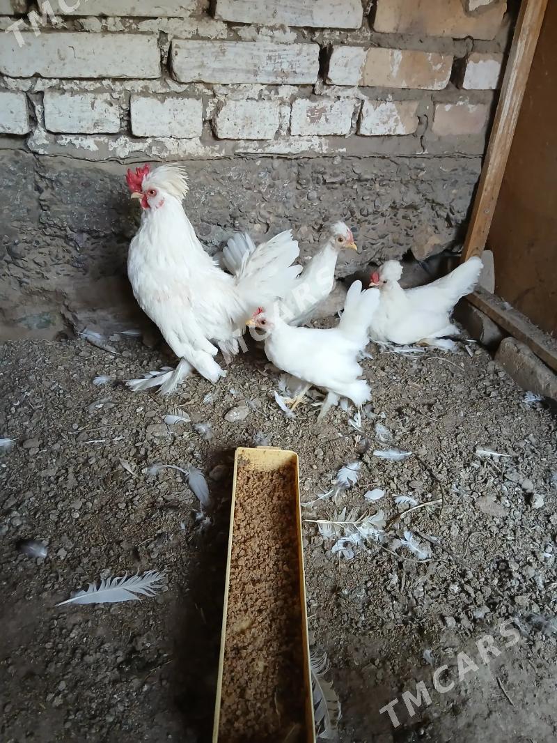 yaponcik - Türkmenabat - img 2