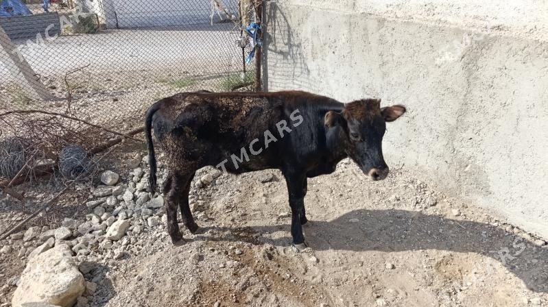 öküz - Balkanabat - img 3
