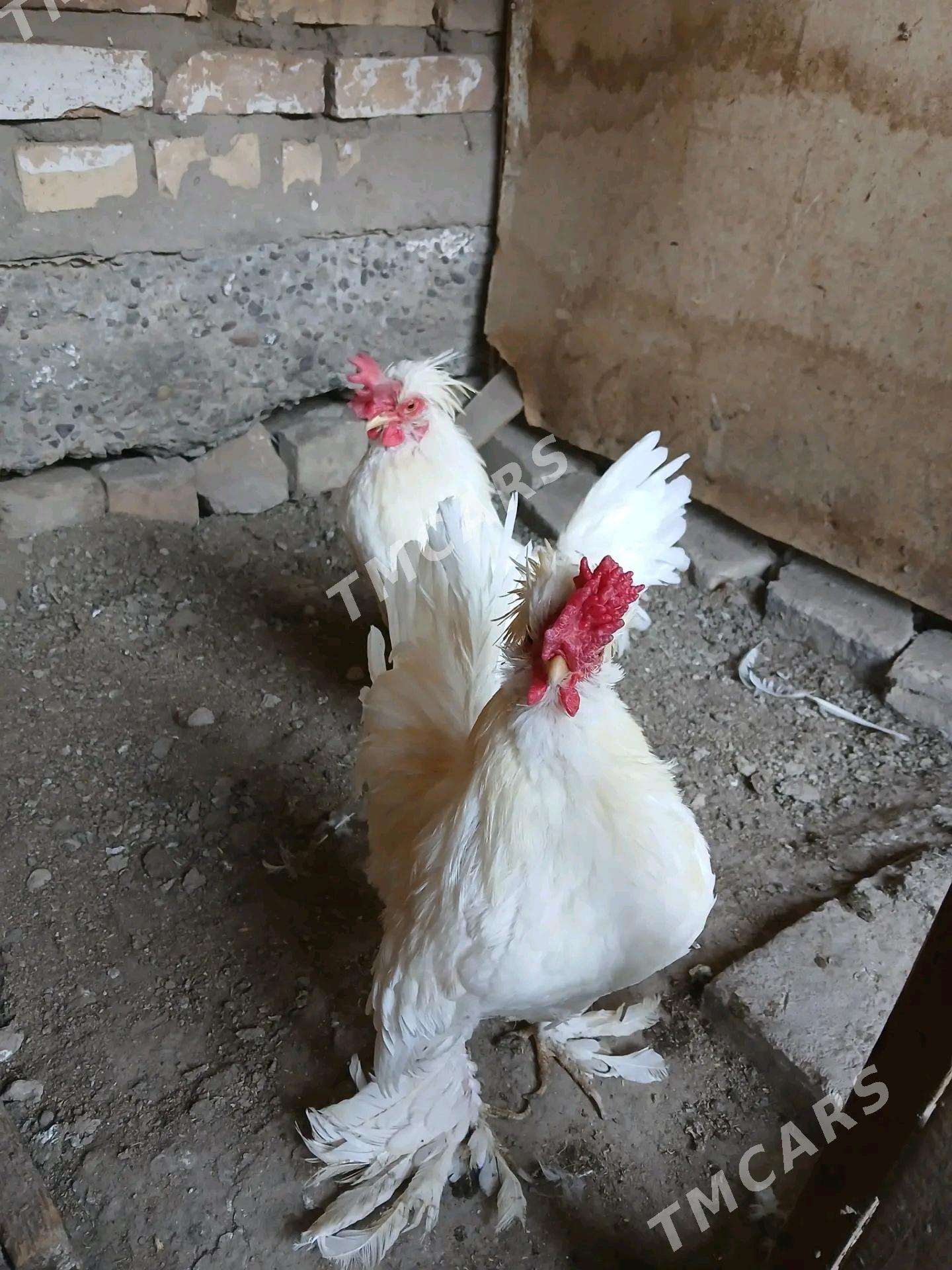 yaponcik - Türkmenabat - img 3