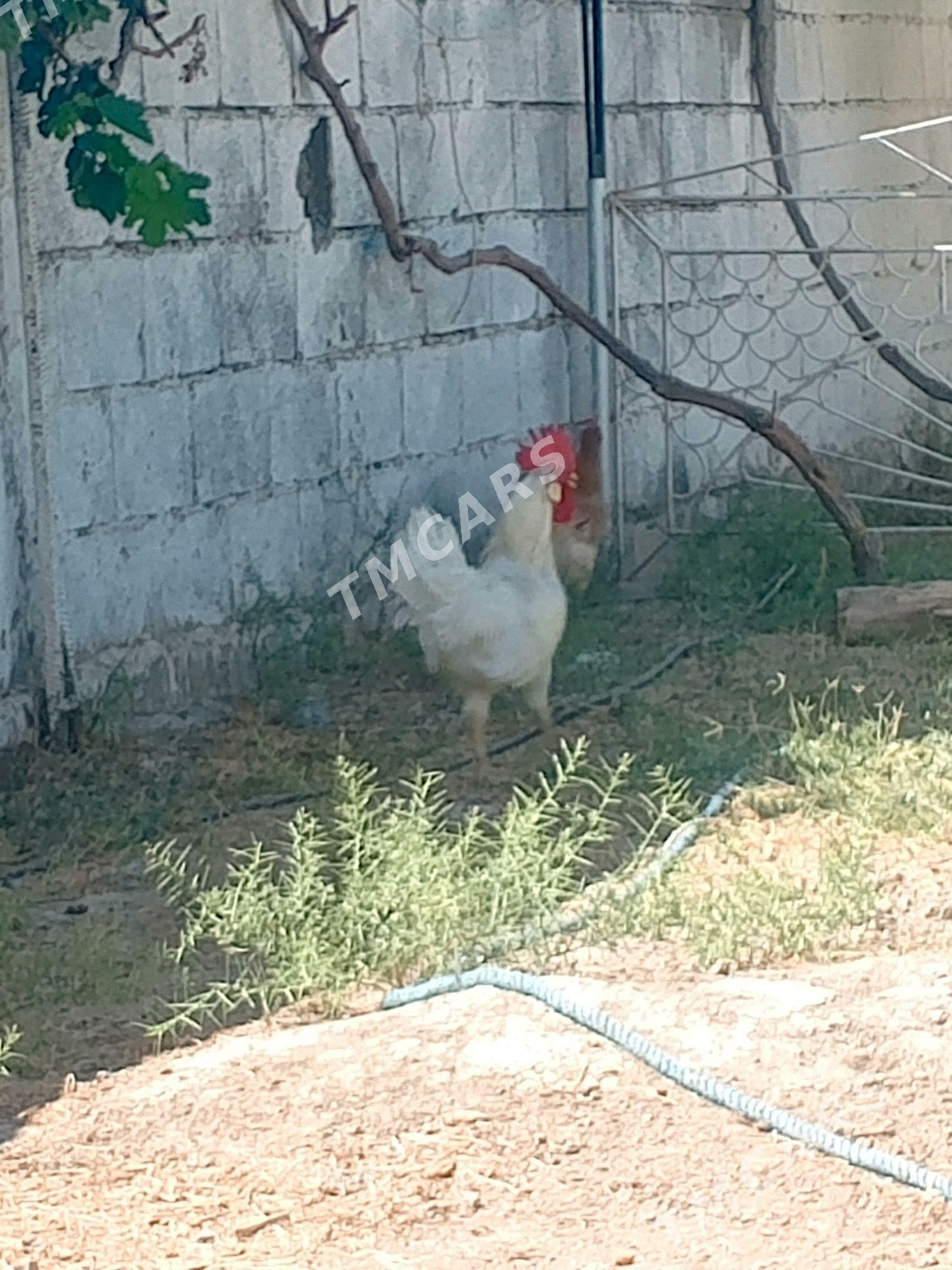 horazlar - Gökdepe - img 2