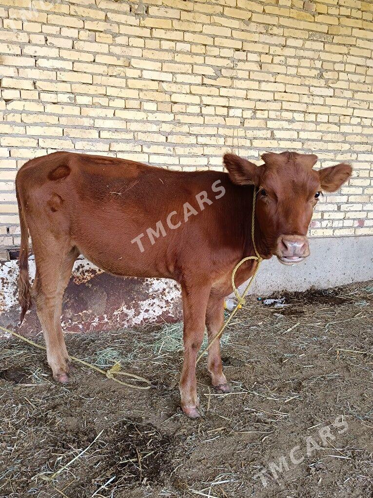 unajyn - Çärjew - img 2