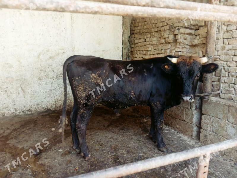 2 öküz gara - Хитровка - img 4