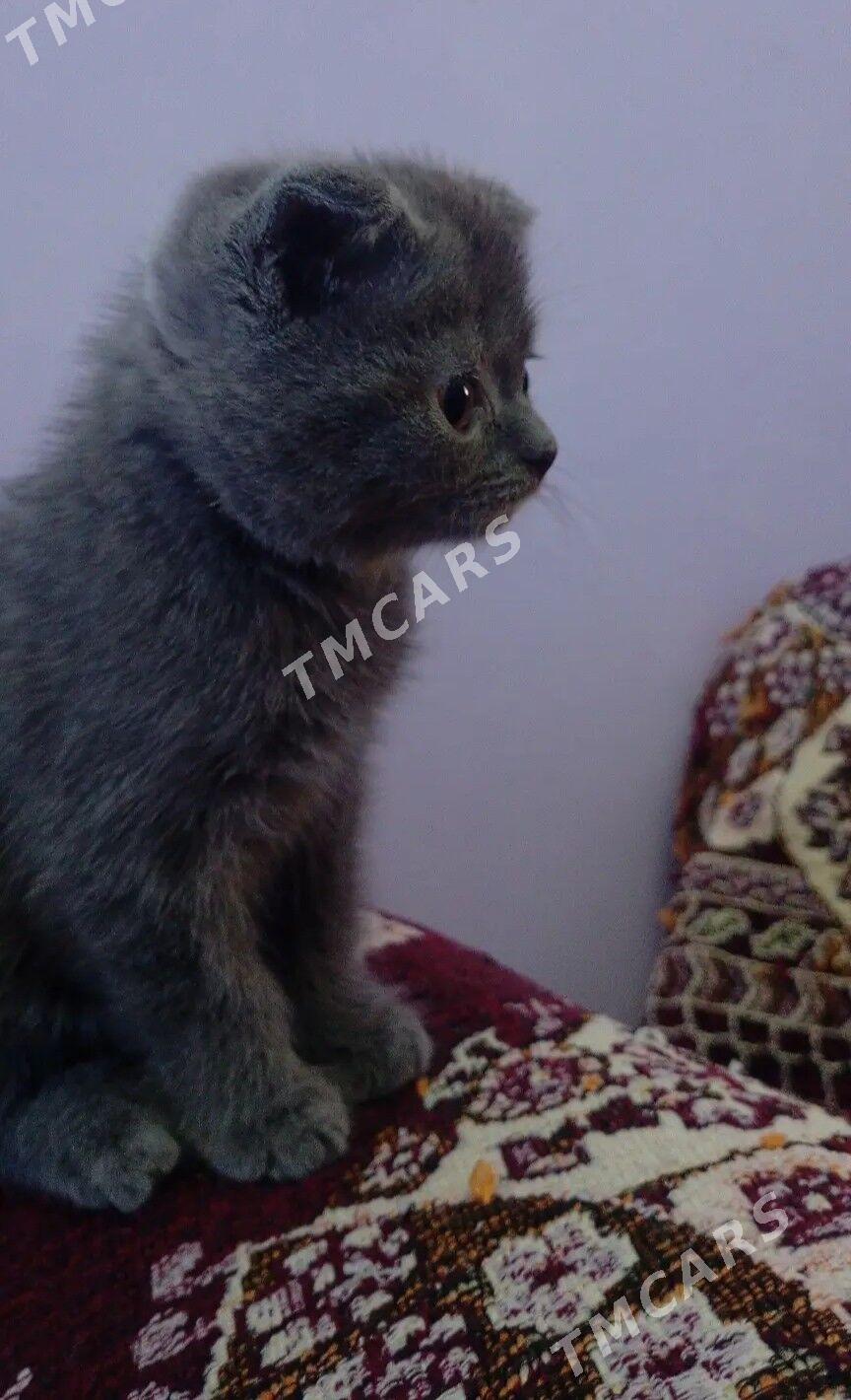 котята - Туркменабат - img 2
