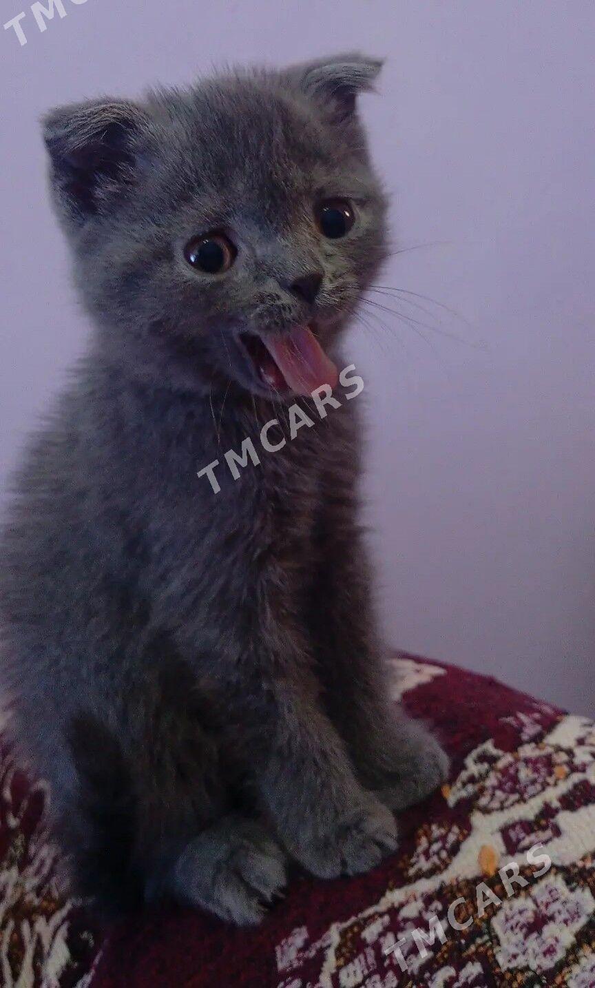 котята - Туркменабат - img 4
