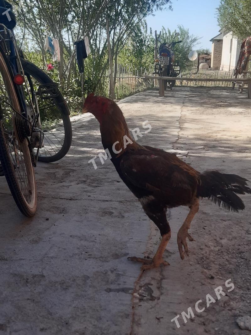 horaz - Köneürgenç - img 2