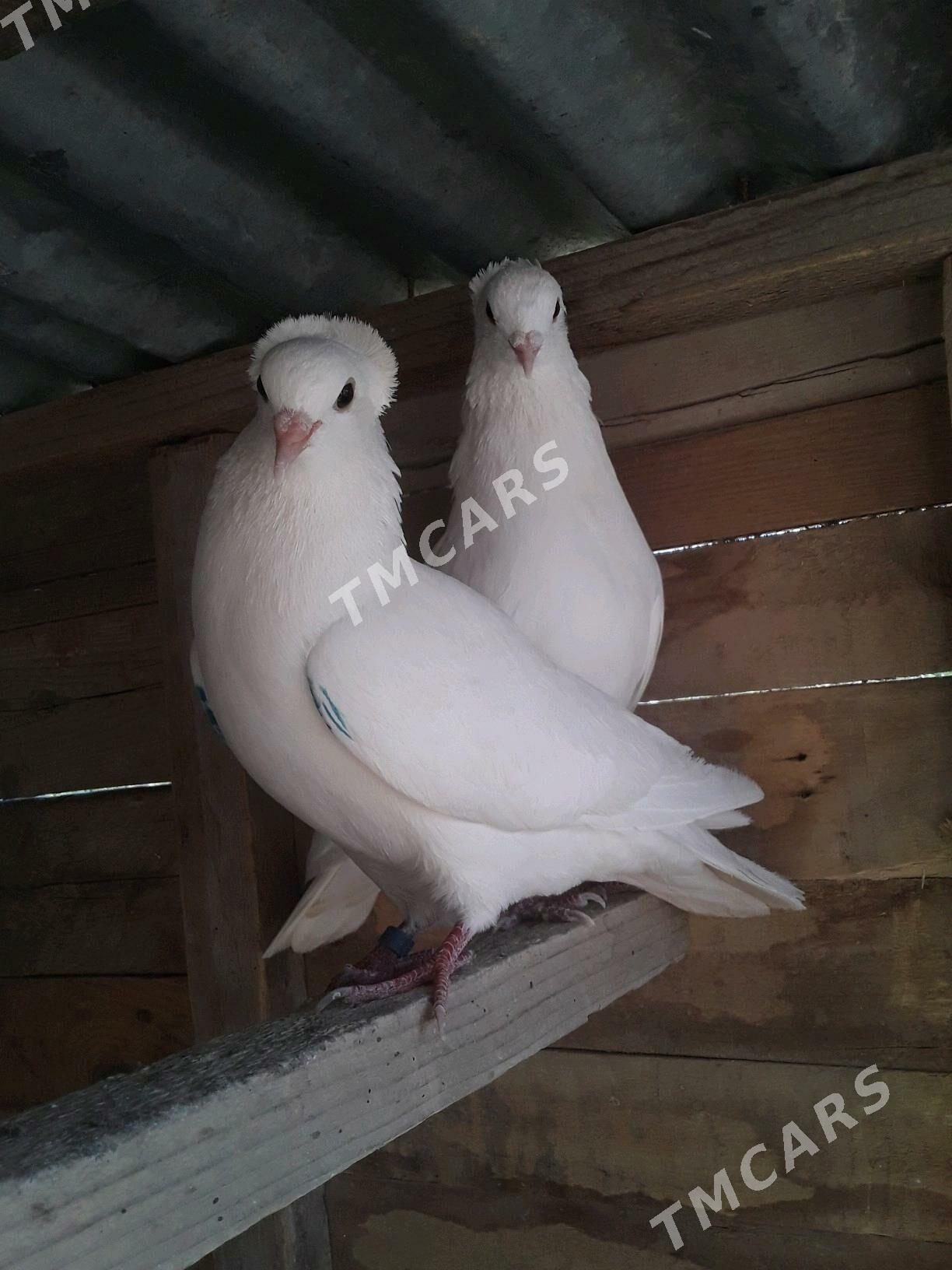 kepderi - Şabat etr. - img 4