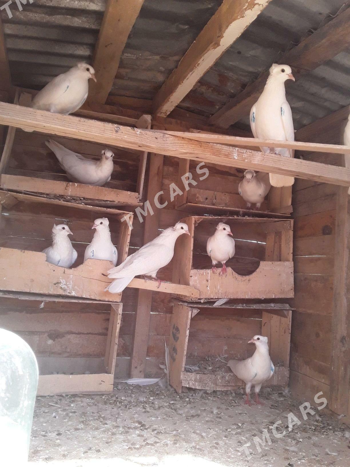 kepderi - Şabat etr. - img 5