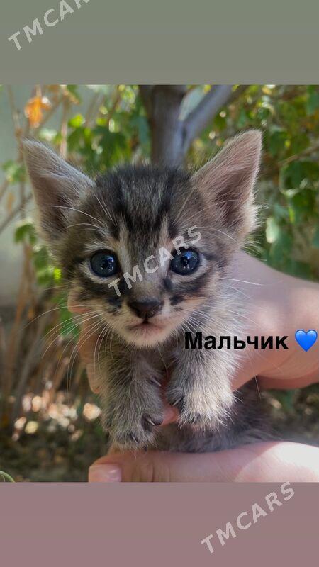 Домашние котята - Ашхабад - img 2