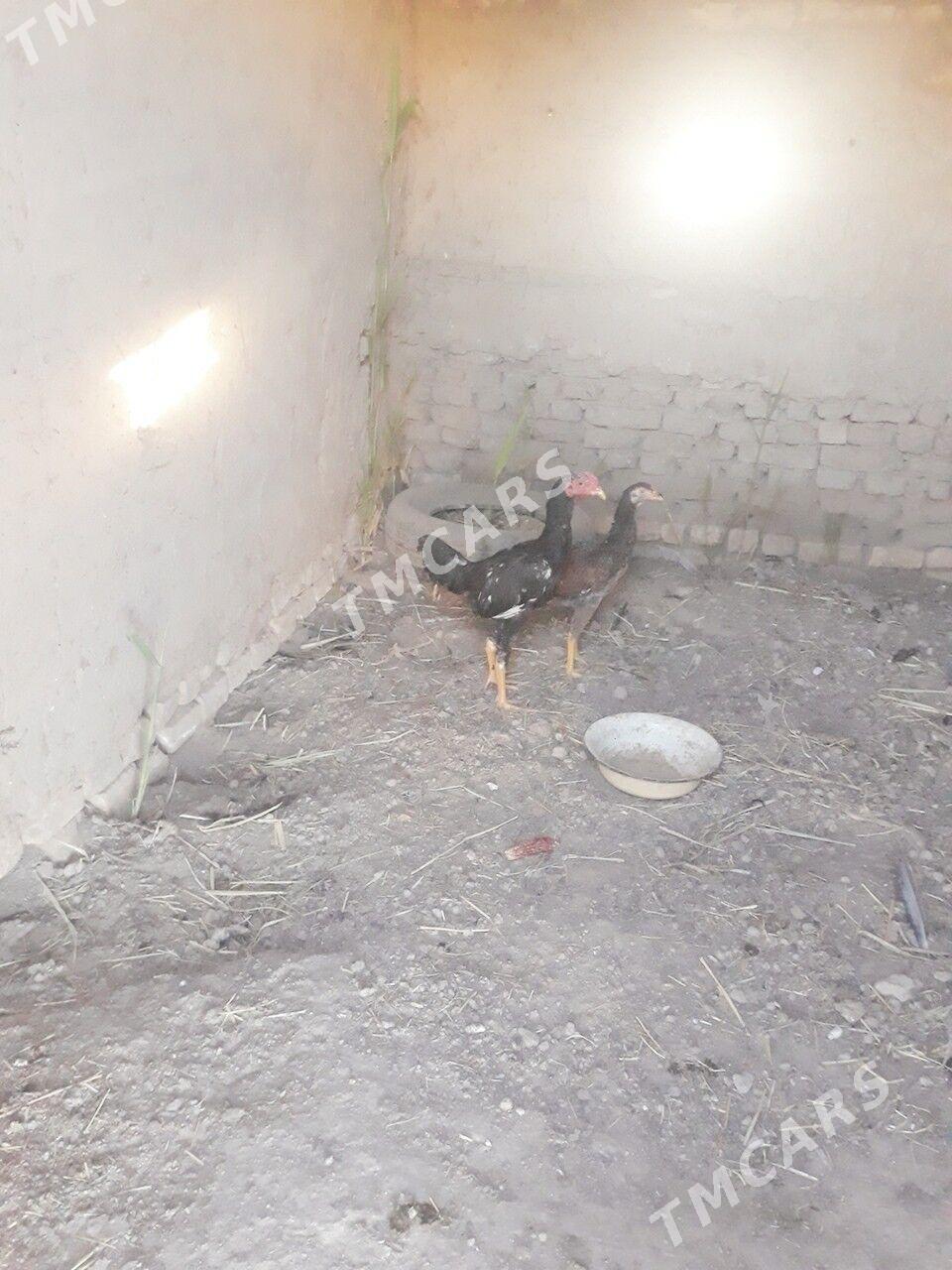 horaz - Мары - img 2