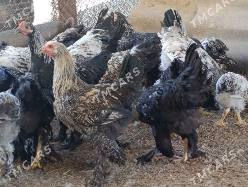 Brama horazlar - Murgap - img 3