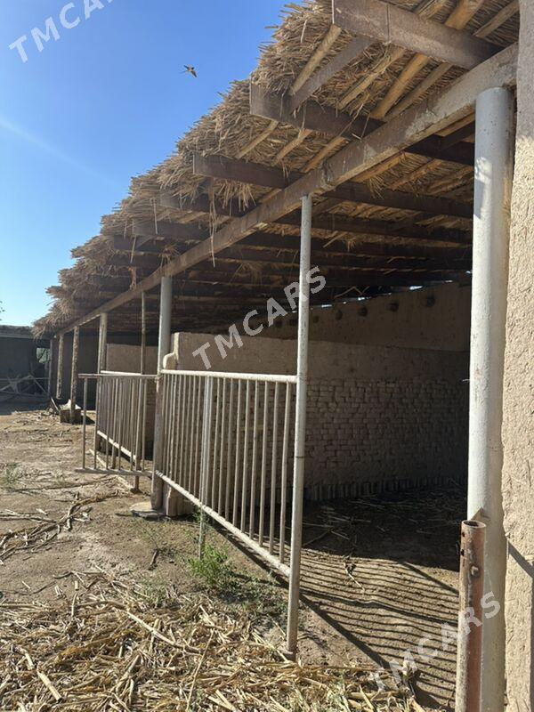 Satlyk Howly jaý - Гороглы (Тагта) - img 4