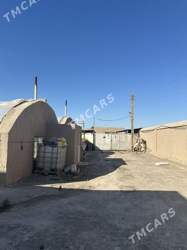 Satlyk Howly jaý - Гороглы (Тагта) - img 8