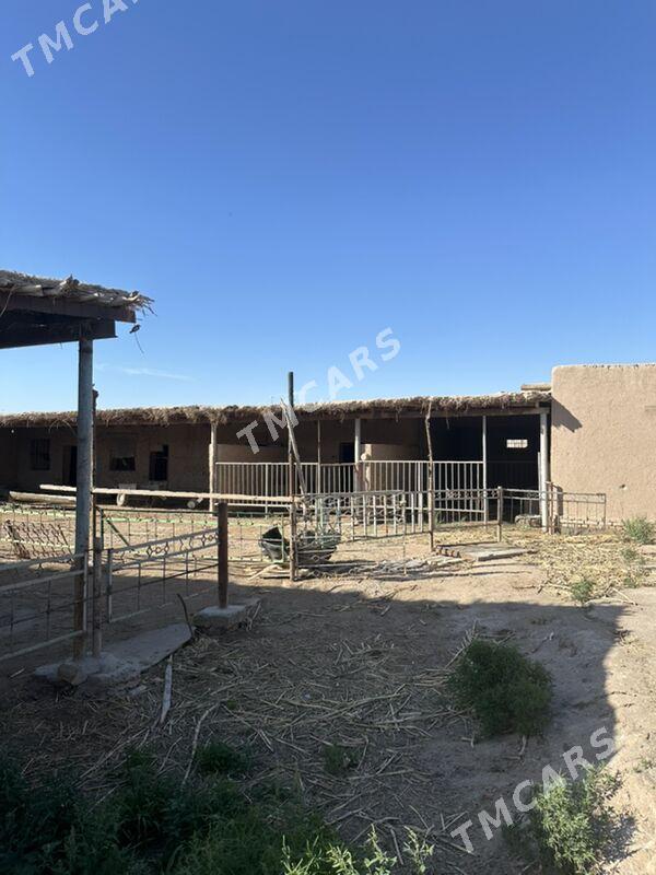 Satlyk Howly jaý - Гороглы (Тагта) - img 2