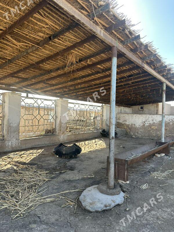 Satlyk Howly jaý - Гороглы (Тагта) - img 1